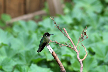 Colibri de Otoño © Francisco