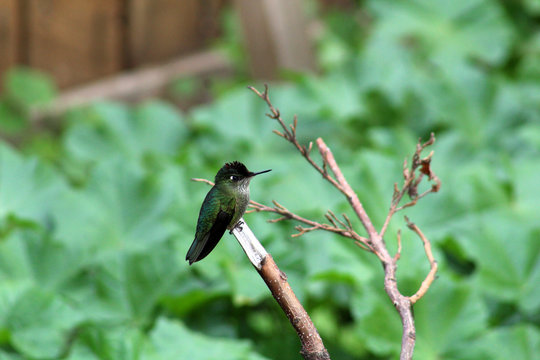 Colibri de Oto&ntilde;o