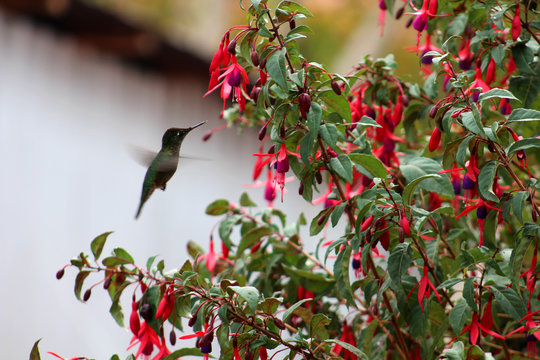 Colibri de Oto&ntilde;o