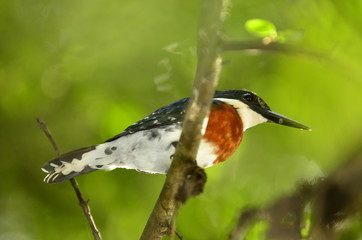 aves