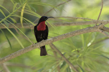 male Scarlet-chested Sunbirds who sits in the shade on a branch of a large bush