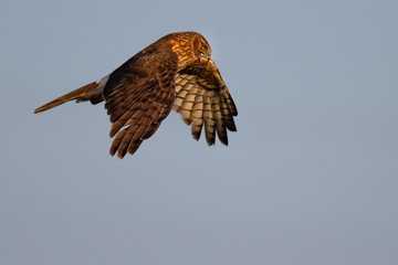 Extremely close view of a hen harrier in beautiful light , seen in the wild near the San Francisco Bay