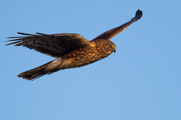 Extremely close view of a hen harrier, seen in the wild near the San Francisco Bay