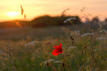 Obraz premium gros plan sur un coquelicot dans la campagne