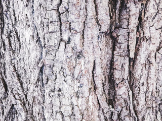 bark, close-up, background, texture
