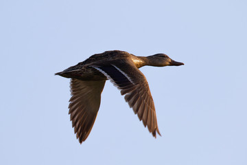 wild duck flying in the wild