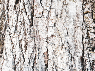 bark, close-up, background, texture