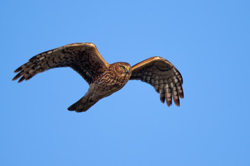 Extremely close view of a hen harrier, seen in the wild near the San Francisco Bay