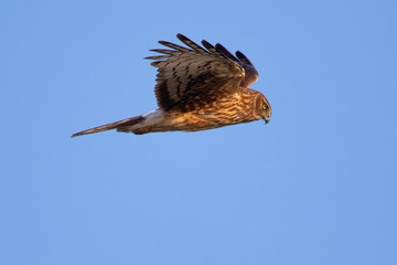 Extremely close view of a hen harrier, seen in the wild near the San Francisco Bay