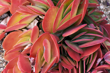 los cactus de la baja california