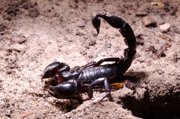 insectos aracnidos