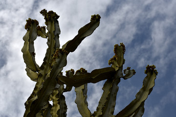 Fototapeta premium los cactus de la baja california