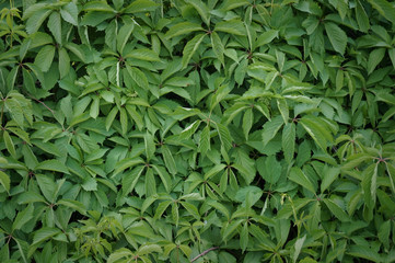 Green bush
