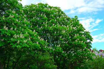 Chestnut tree