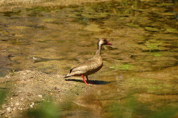 aves