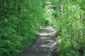 Countryside Afternoon Walk