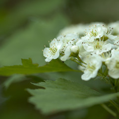 flowering branch of hawthorn with beautiful white flowers