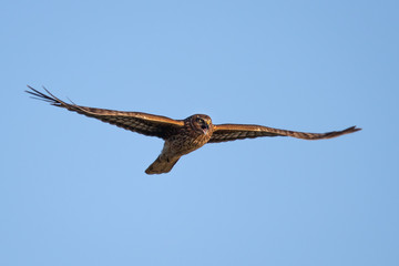 Extremely close view of a hen harrier opening his beak and screeching, seen in the wild near the San Francisco Bay