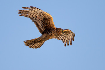 Extremely close view of a hen harrier in beautiful light , seen in the wild near the San Francisco Bay