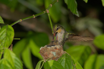 aves