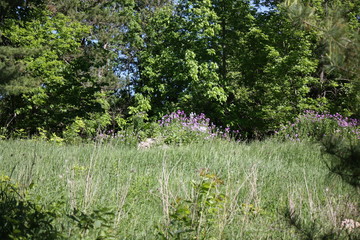 Countryside Afternoon Walk