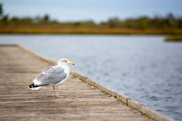 A Herring Gull perched on a pier at Assateague Island National Seashore, Maryland