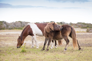 Obraz premium Two wild ponies at Assateague Island National Seashore in Maryland