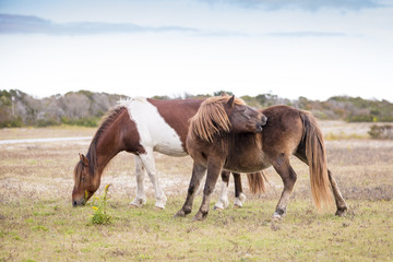 Two wild ponies at Assateague Island National Seashore in Maryland