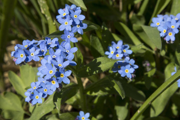 the Incredibly beautiful blue flowers of Brunnera macrophylla (the Siberian bugloss, great...