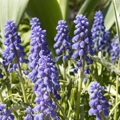 the Bright blue muscari on a flowerbed in the park