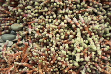 the Sedum morganianum (donkey tail or burro's tail) - a species of flowering plant in the family Crassulaceae