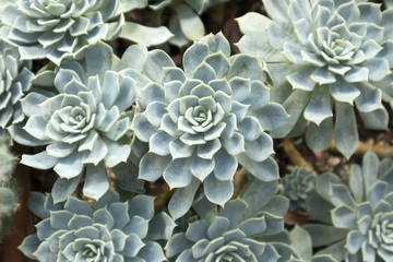 Green pink leaves - Succulent plant - Echeveria agavoides