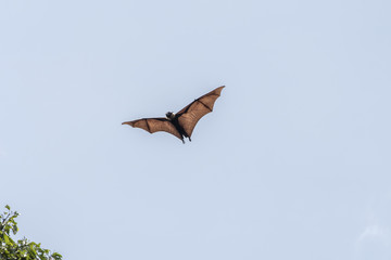 Megabats Sri Lanka - Flying Fox
