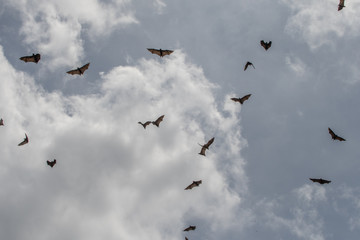 Megabats Sri Lanka - Flying Fox