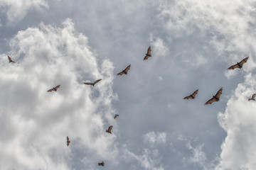 Megabats Sri Lanka - Flying Fox