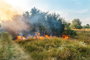 Forest wildfire. Burning field of dry grass and trees. Heavy smoke against blue sky. Wild fire due to hot windy weather in summer. Road to escape from disaster. Rescue way concept