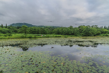 夏のいもり池の風景