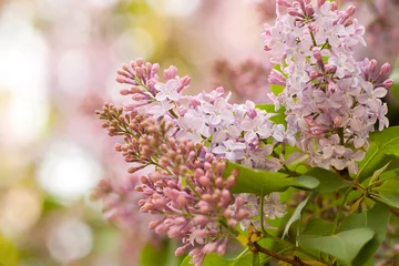 Crédence de cuisine en verre imprimé Lilas lilas à floraison luxuriante dans un parc ensoleillé d& 39 été ou dans le jardin