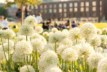 people are resting in the summer sunny city park