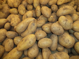 early potato harvest