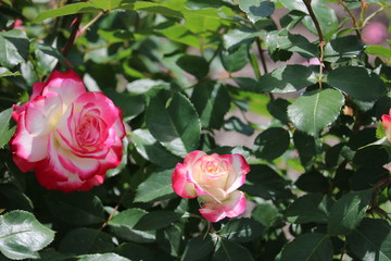 美しいバラの花/安曇野の地に咲くバラたち