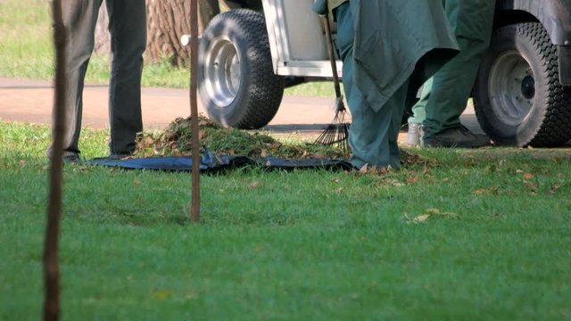 Janitor sweeps broom fallen leaves from grass. Use rake to gather fallen leaves.
