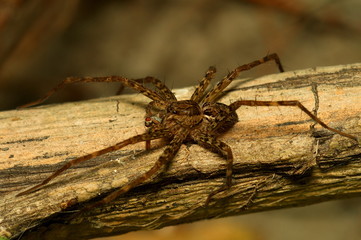 insectos aracnidos