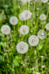 Silky dandelion head in grass