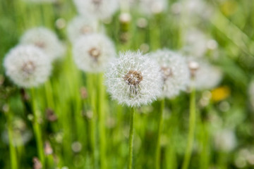 Silky dandelion head in grass