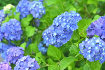 爽やかな紫陽花
