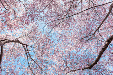 Looking up at cherry blossom sakura trees isolated against sky perspective with pink flower petals in spring, springtime Washington DC or Japan, branches, light blue background
