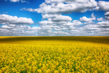 Obraz premium Flowering field of colza outdoors in spring.