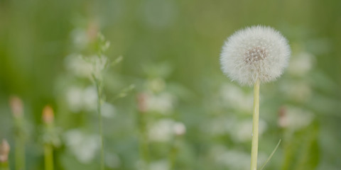 funny faded dandelion flower growing in a summer field or on a meadow