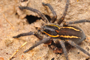 insectos aracnidos